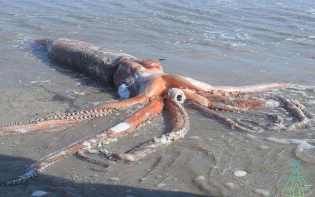 Cadavere di calamaro gigante trovato galleggiante nell'oceano