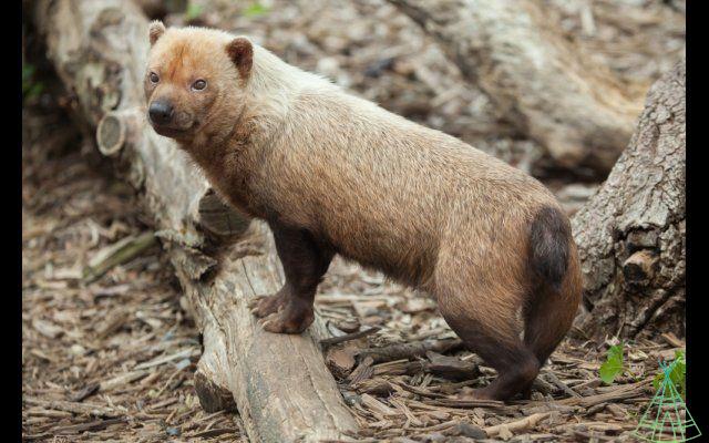 From the maned wolf to the bush dog: why does South America have so many canids?