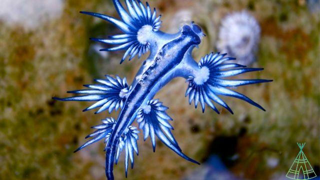 “Dragão Azul”, un molusco venenoso de alta mar, se ve en la playa de São Paulo