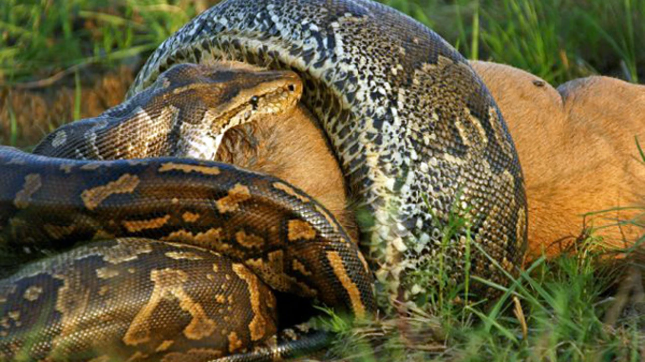 Python snakes can swallow huge animals; like?