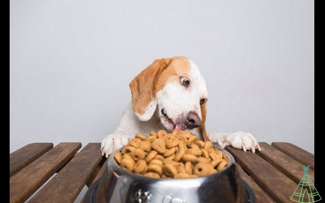 Dog snacks: yet another brand withdrawn from the market; check out