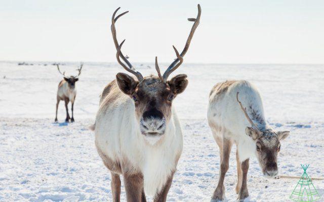 El trineo de Papá Noel es malo para el medio ambiente, y los renos tienen la culpa