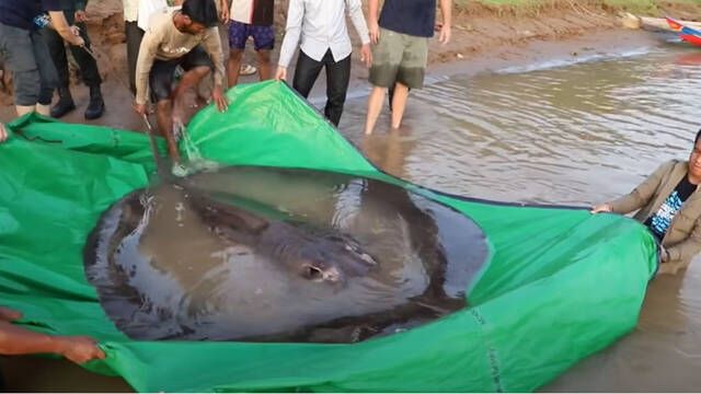 Giant 300kg stingray breaks record for largest freshwater fish ever caught