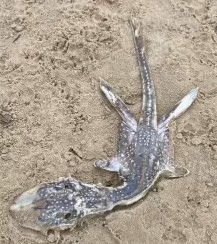 'Bebé del monstruo del lago Ness' encontrado en una playa en Inglaterra