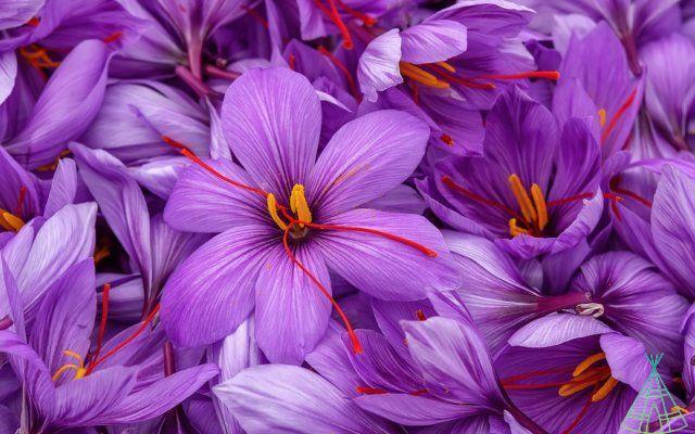What art and genetics reveal about saffron, the world's most expensive spice