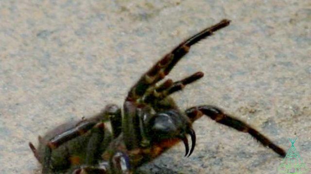 Australian park receives “largest specimen” of funnel spider