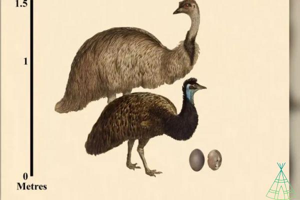 Le uova dell'emù nano estinto avevano le stesse dimensioni dell'emù continentale