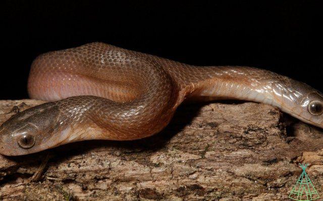 Snake with two heads discovered in South Africa; understand this rare anomaly