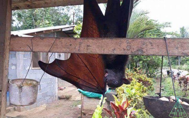 Is the 'giant bat' photo from the Philippines real? Understand